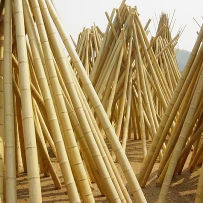 Tamaño personalizado Moso natural puro palo de bambú seco Moso sólido palo de bambú para construcción o decoración