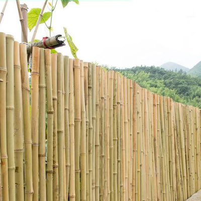 El 100% poste los 240cm de bambú crudo natural que construye Deoration los 60cm a los 595cm