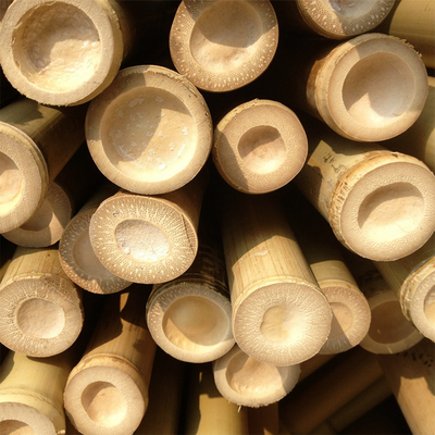 Los 100% Moso durable fuerte natural poste de bambú modifican longitud para requisitos particulares