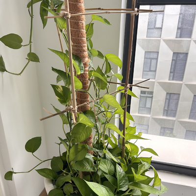 Moso rema a postes de bambú que los bastones estacan los palillos que cultivan la decoración que cultiva un huerto de la ayuda
