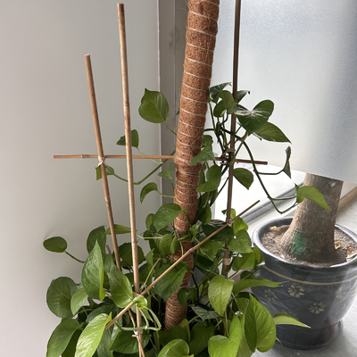 Moso rema a postes de bambú que los bastones estacan los palillos que cultivan la decoración que cultiva un huerto de la ayuda