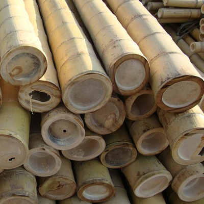Participaciones de bambú naturales de postes de los muebles del jardín derecho para la longitud el 16cm de la planta de jardín