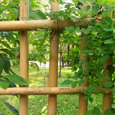 Decoración postes de bambú crudos Tonkin natural postes de bambú de la planta de jardín