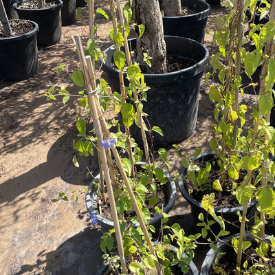 participaciones de bambú de bambú crudas de los 250cm postes para la planta de la decoración
