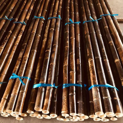 El molde anti pintó las participaciones de bambú que la planta colorida Tonkin carbonizó los 250cm