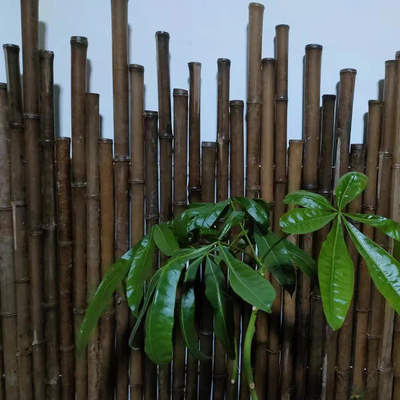 El molde anti pintó las participaciones de bambú que la planta colorida Tonkin carbonizó los 250cm