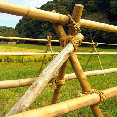 El 100% poste los 240cm de bambú crudo natural que construye Deoration los 60cm a los 595cm