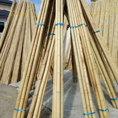 Compras al por mayor Naturaleza Tonkin amarillo de bambú para materiales decorativos y para apoyar el crecimiento de las plantas