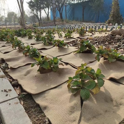Sapatilla natural para plantas de yute Protector ecológico para plantas en macetas, decoración del jardín, germinación de semillas